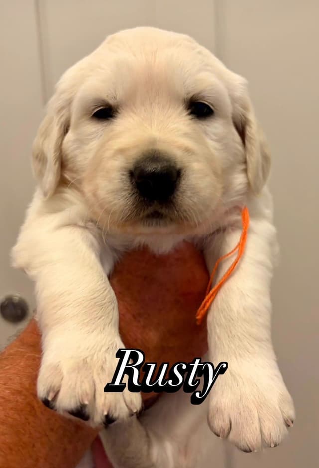 Golden Retriever Puppies media 2
