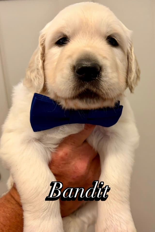 Golden Retriever Puppies media 3