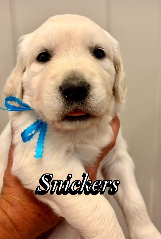 Golden Retriever Puppies media 4