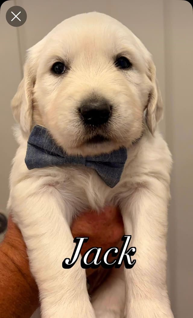 Golden Retriever Puppies media 5