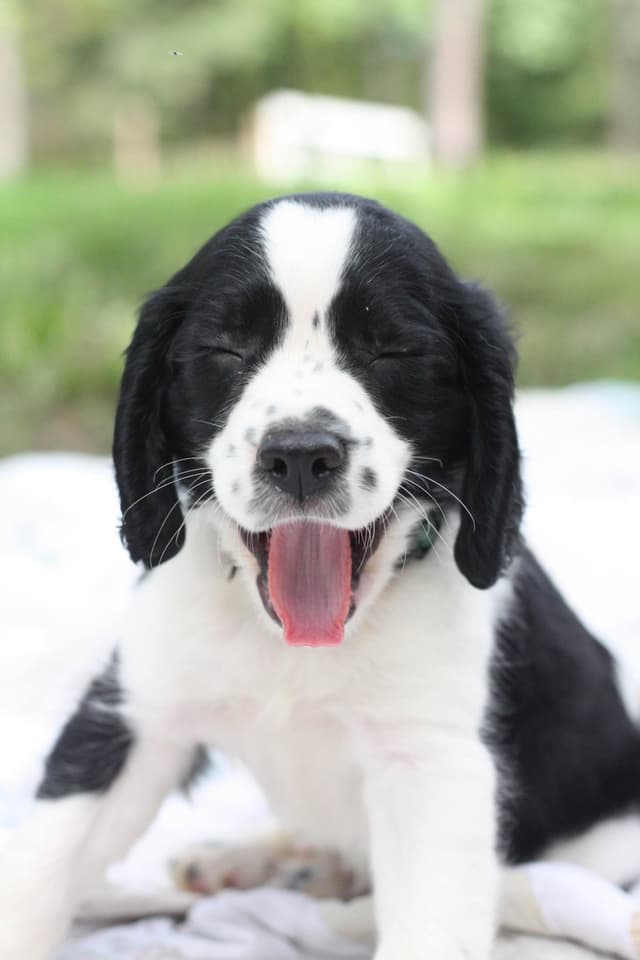 English Springer Spaniel Puppies media 2