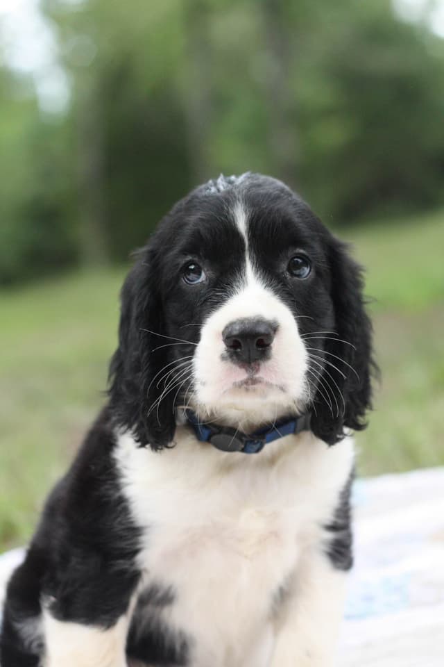 English Springer Spaniel Puppies media 3