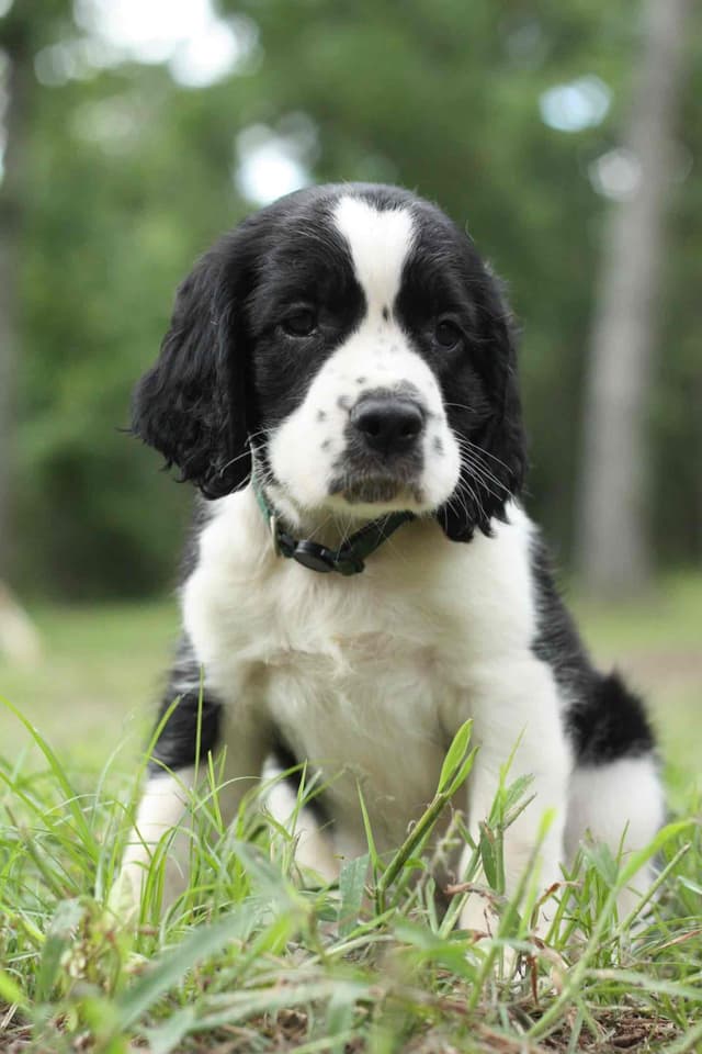 English Springer Spaniel Puppies media 4