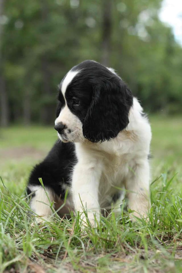 English Springer Spaniel Puppies media 5