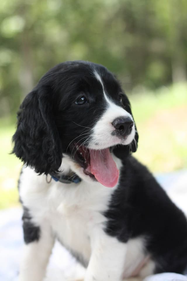 English Springer Spaniel Puppies media 8