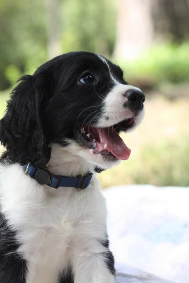 English Springer Spaniel Puppies media 6