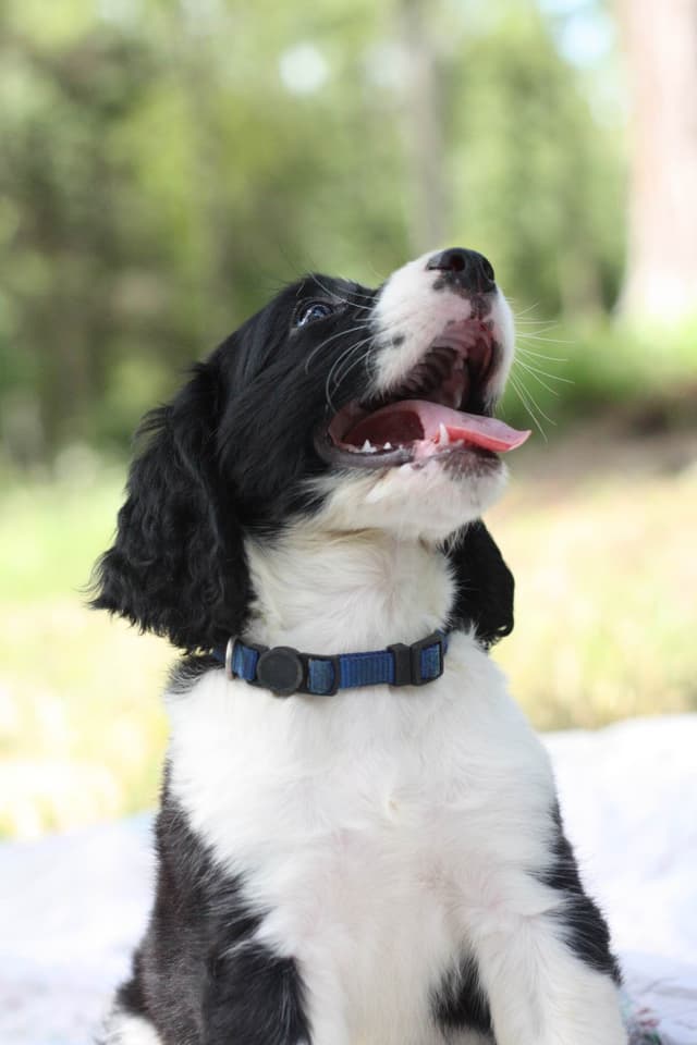 English Springer Spaniel Puppies media 11