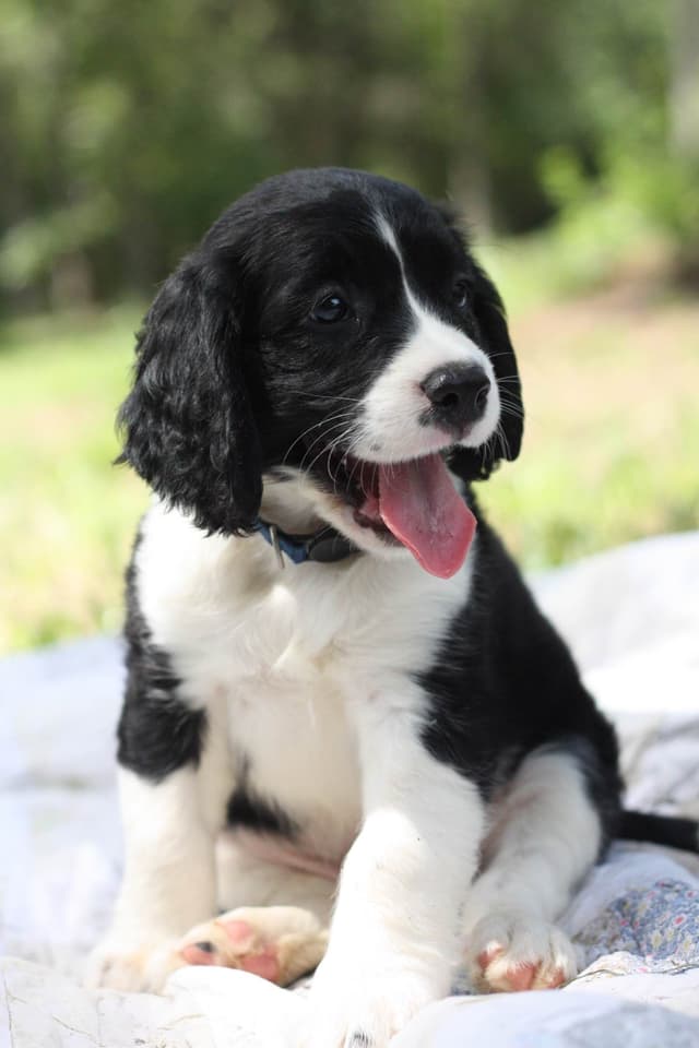 English Springer Spaniel Puppies media 7
