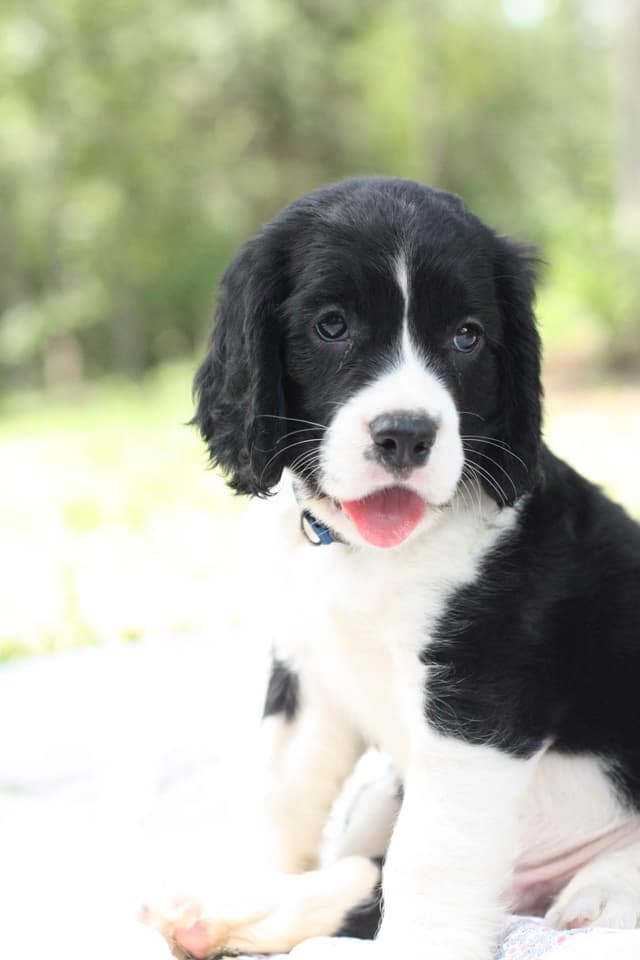 English Springer Spaniel Puppies media 9