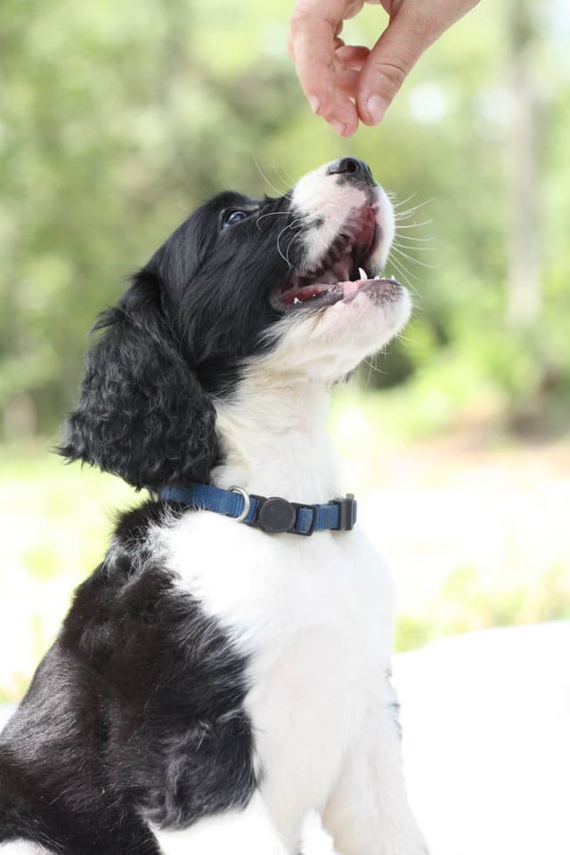 English Springer Spaniel Puppies media 10