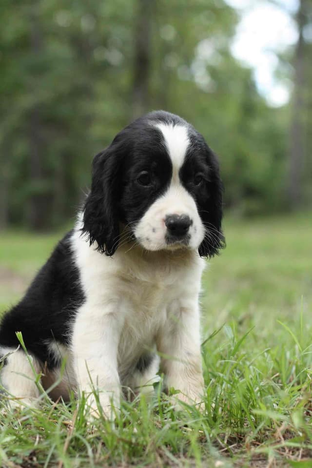 English Springer Spaniel Puppies media 12