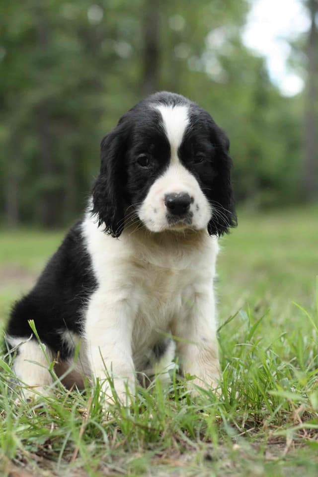 English Springer Spaniel Puppies media 13