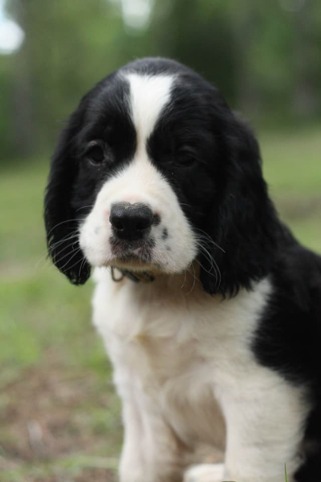 English Springer Spaniel Puppies media 15