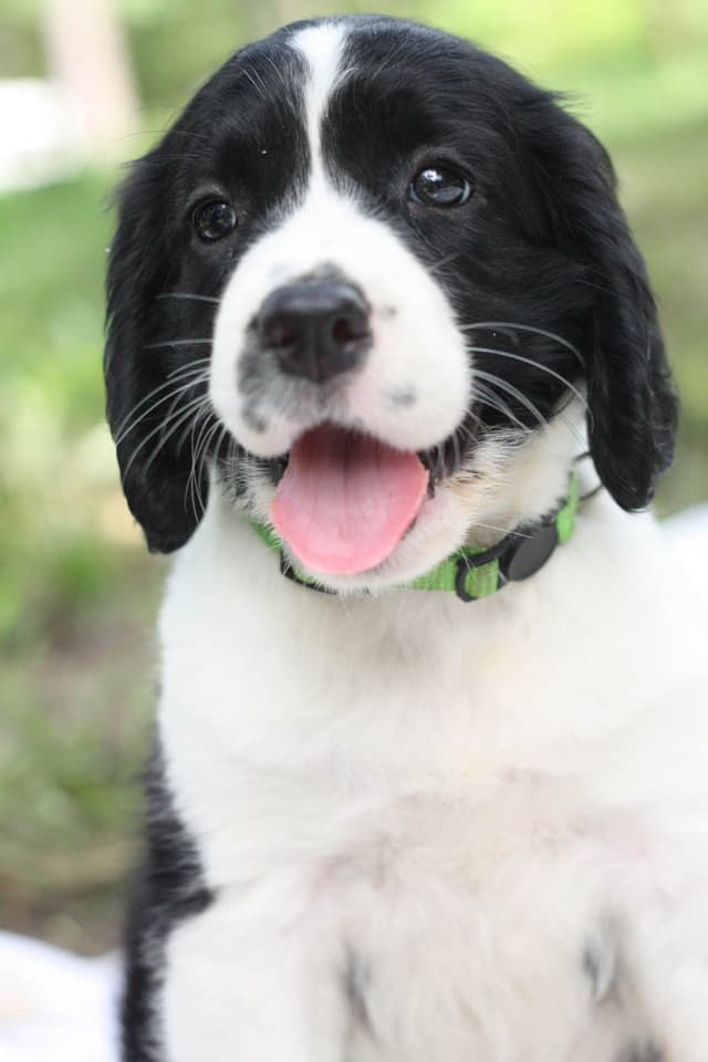 English Springer Spaniel Puppies media 16
