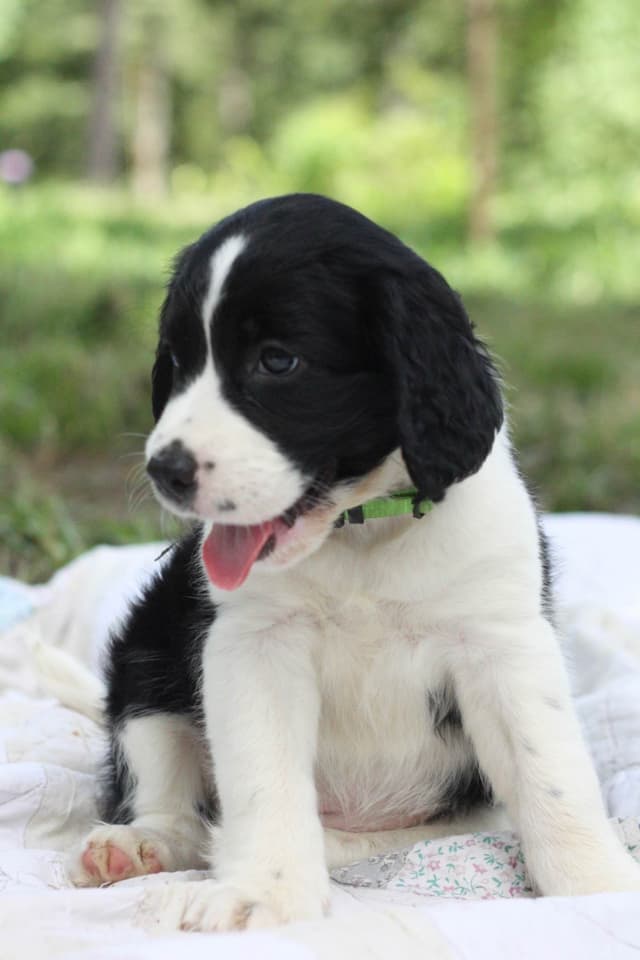 English Springer Spaniel Puppies media 17
