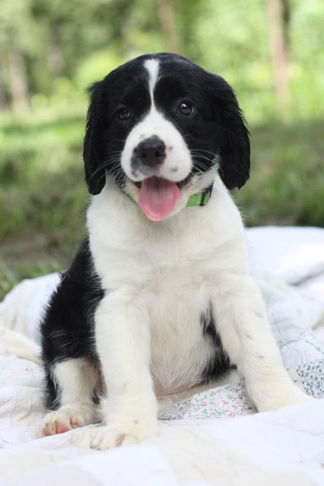 English Springer Spaniel Puppies media 18