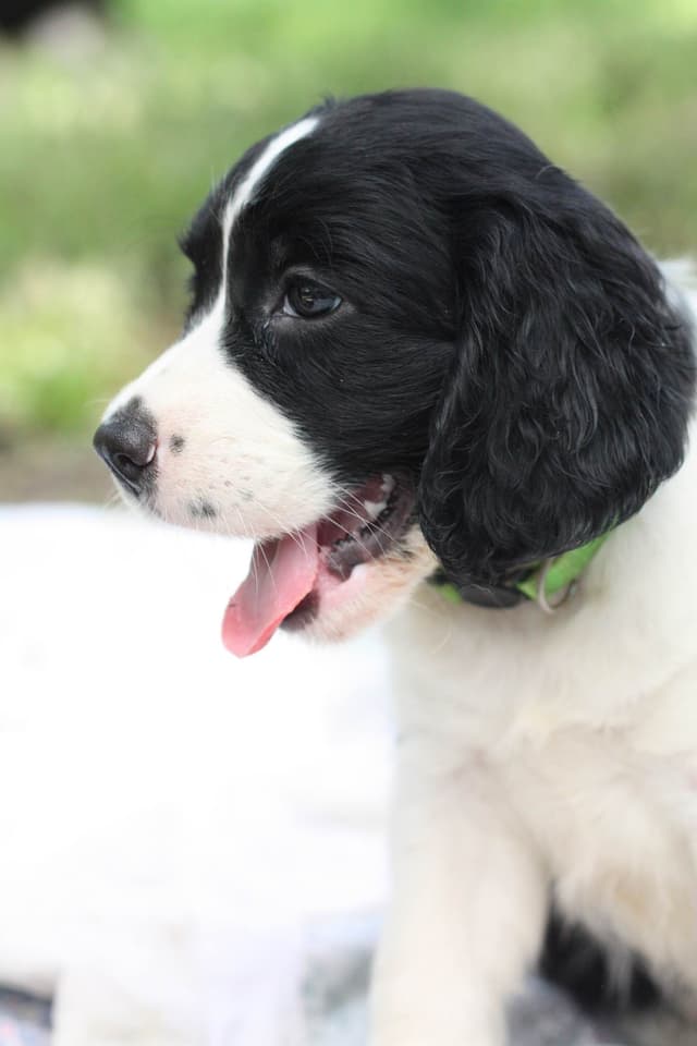 English Springer Spaniel Puppies media 19