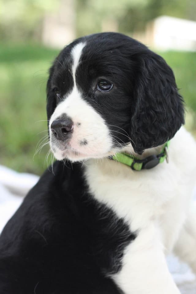 English Springer Spaniel Puppies media 20