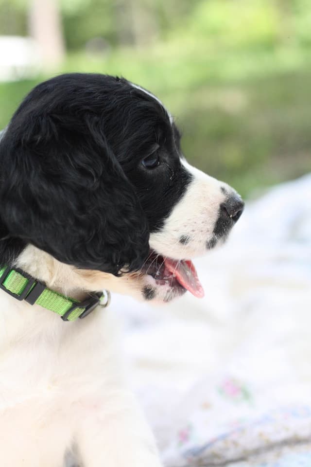 English Springer Spaniel Puppies media 21