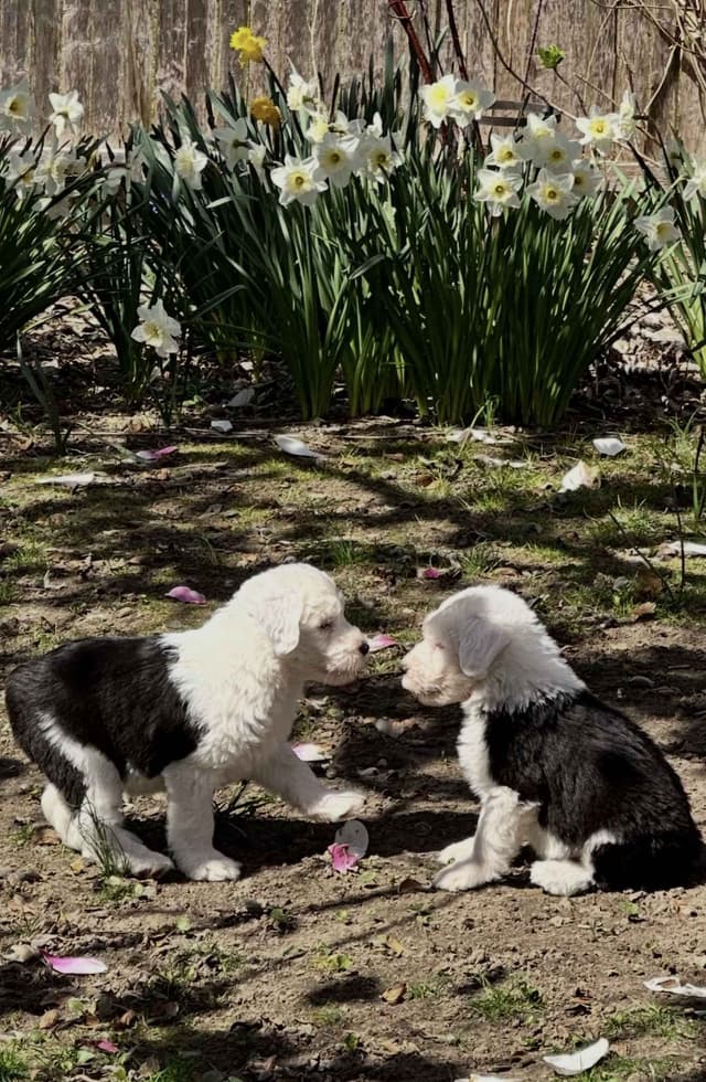 Old English Sheepdog Puppies media 2