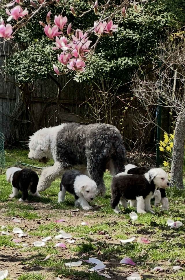 Old English Sheepdog Puppies media 3