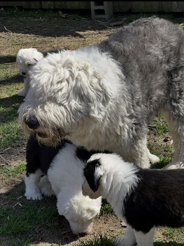 Old English Sheepdog Puppies media 4