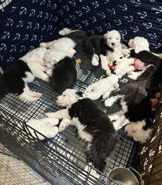 Old English Sheepdog Puppies media 5