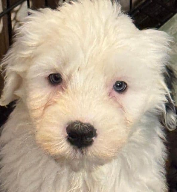 Old English Sheepdog Puppies breeder image 1