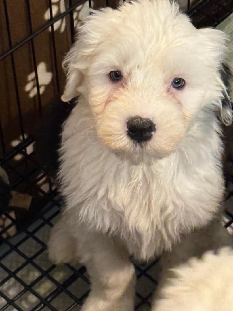 Old English Sheepdog Puppies breeder image 3