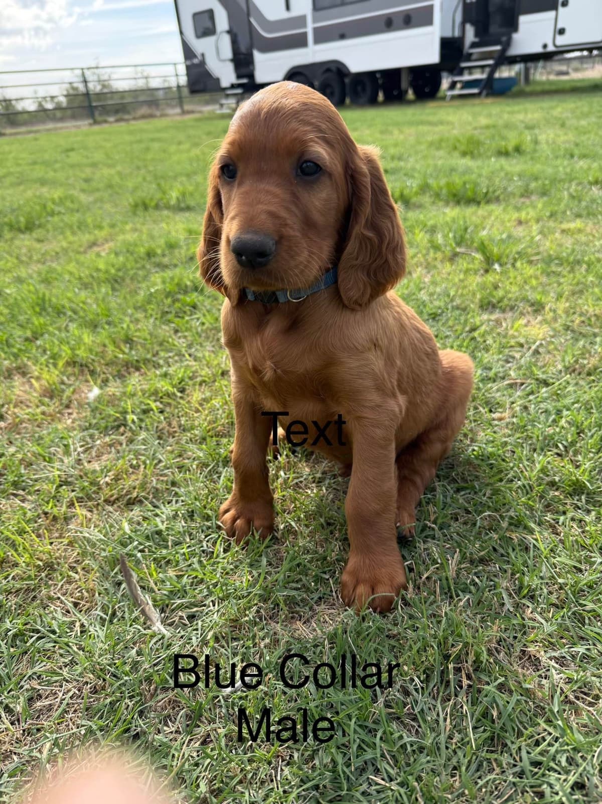 Irish Setter Puppies breeder image 1
