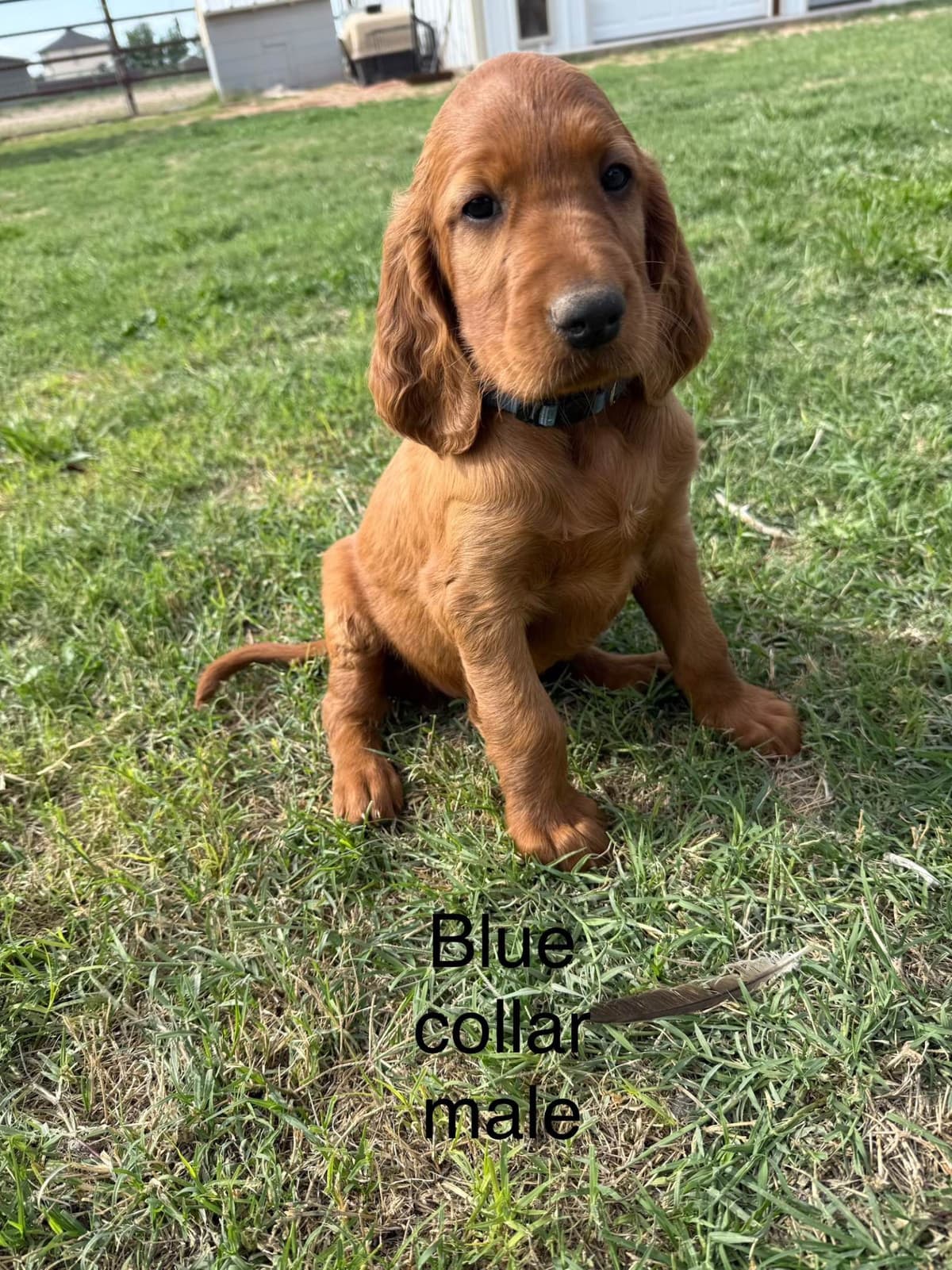 Irish Setter Puppies breeder image 2