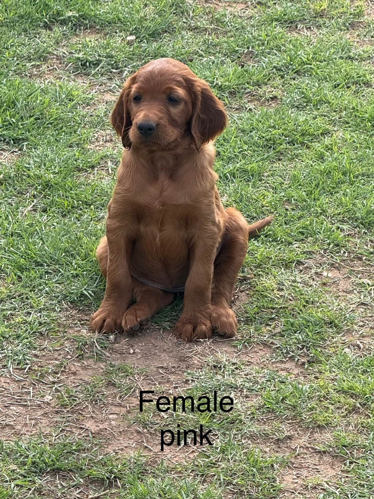 Irish Setter Puppies breeder image 3