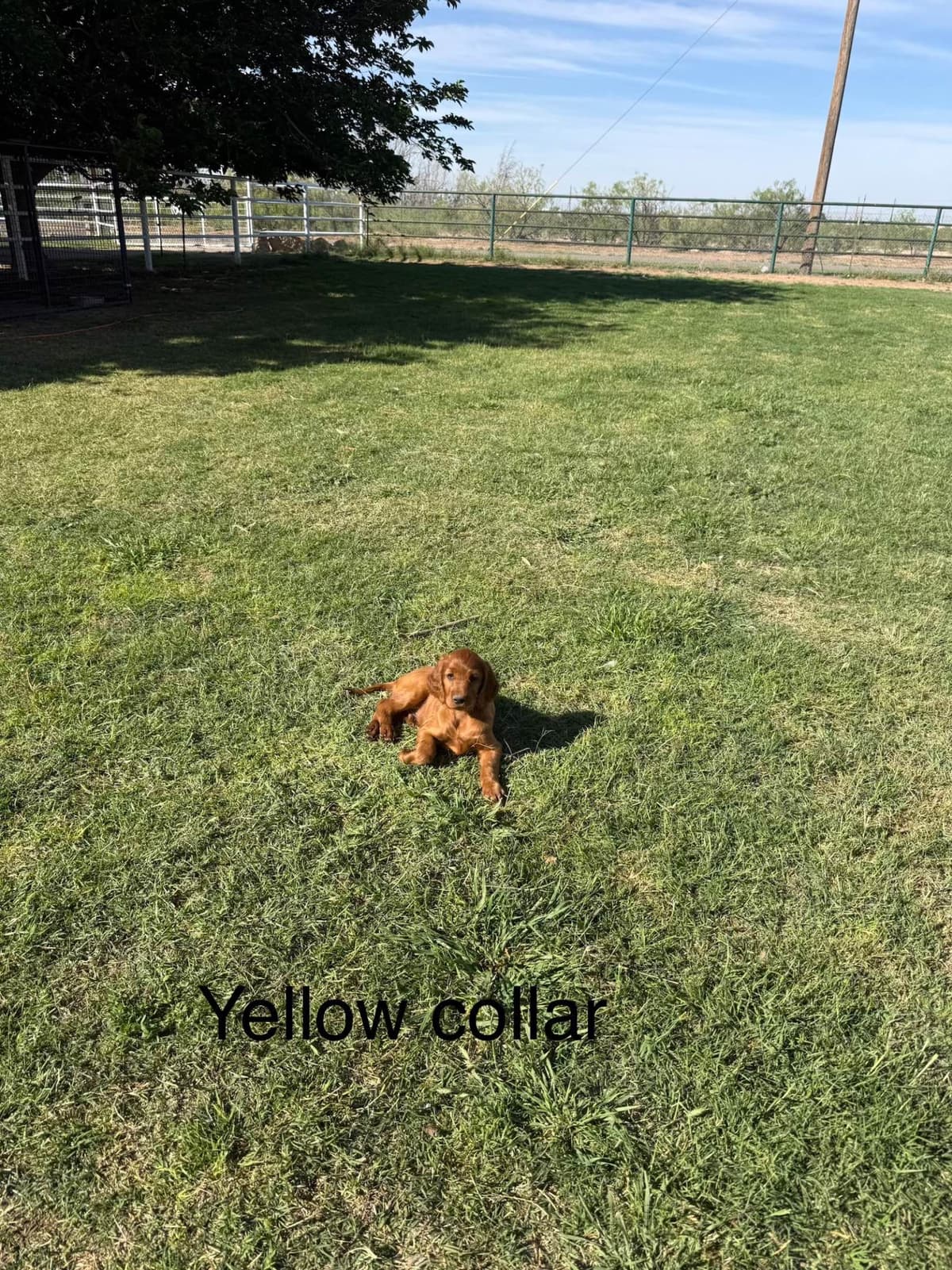 Irish Setter Puppies breeder image 4