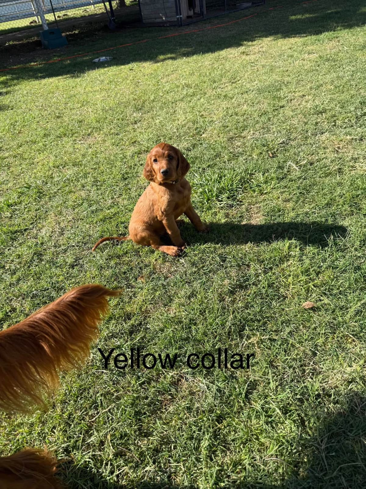Irish Setter Puppies breeder image 5