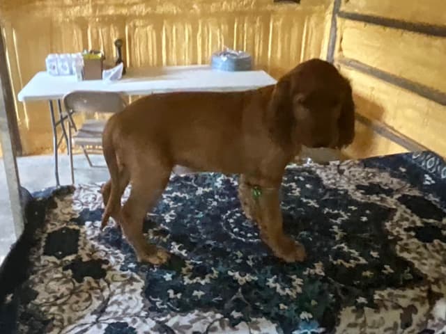 Irish Setter Puppies media 2