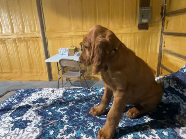 Irish Setter Puppies media 3