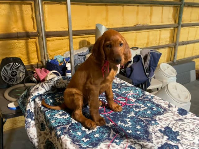 Irish Setter Puppies media 4