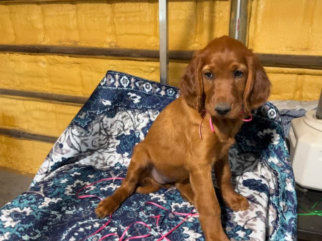 Irish Setter Puppies media 6