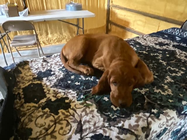 Irish Setter Puppies media 5