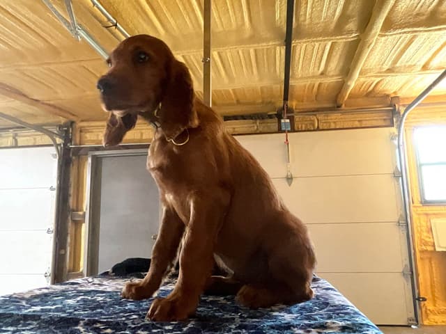 Irish Setter Puppies media 7