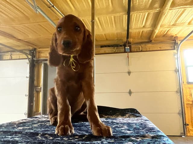 Irish Setter Puppies media 8