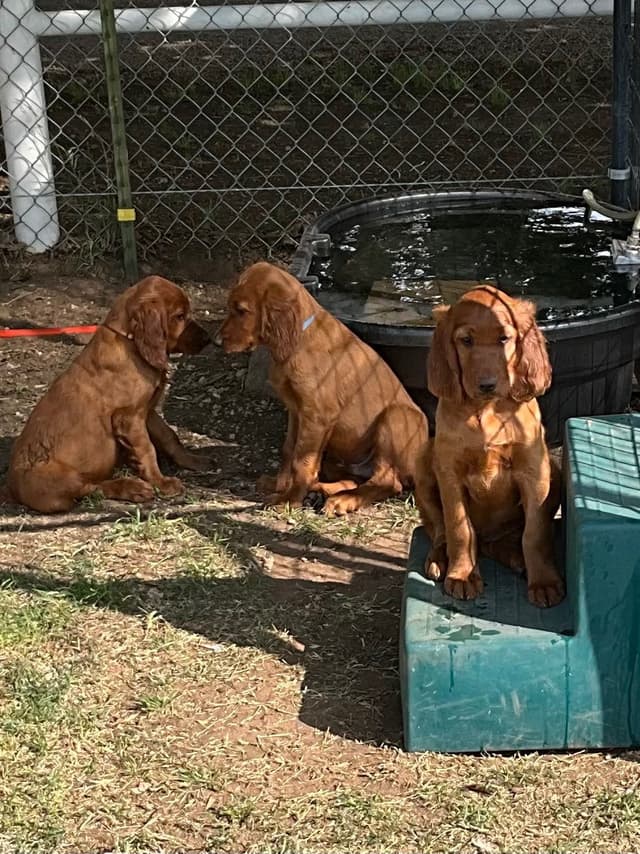 Irish Setter Puppies media 11