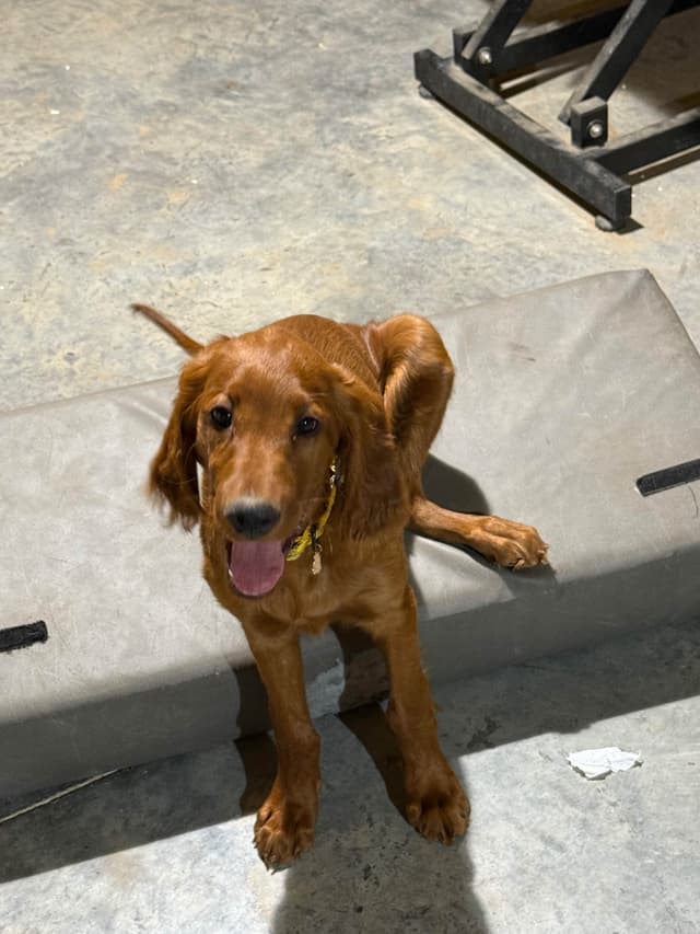 Irish Setter Puppies media 12