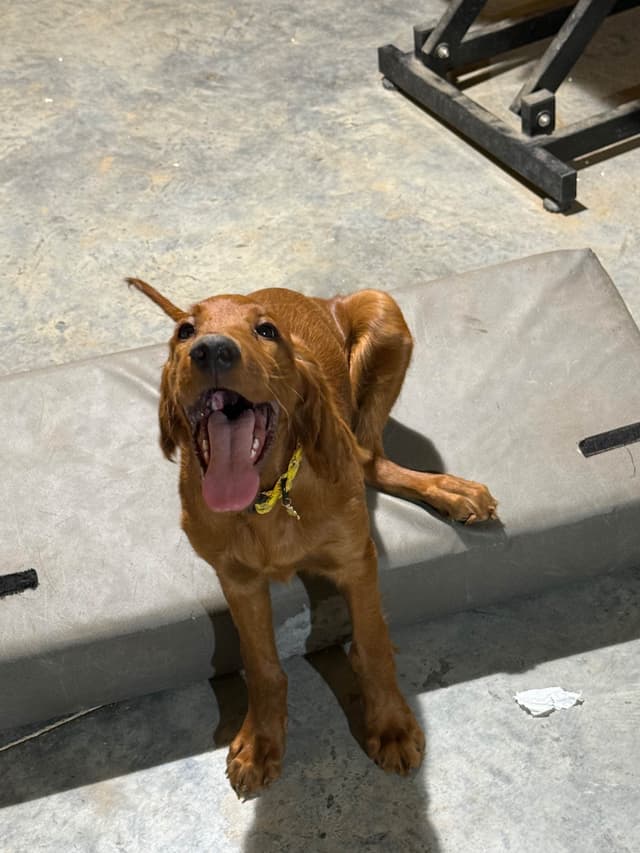 Irish Setter Puppies media 13