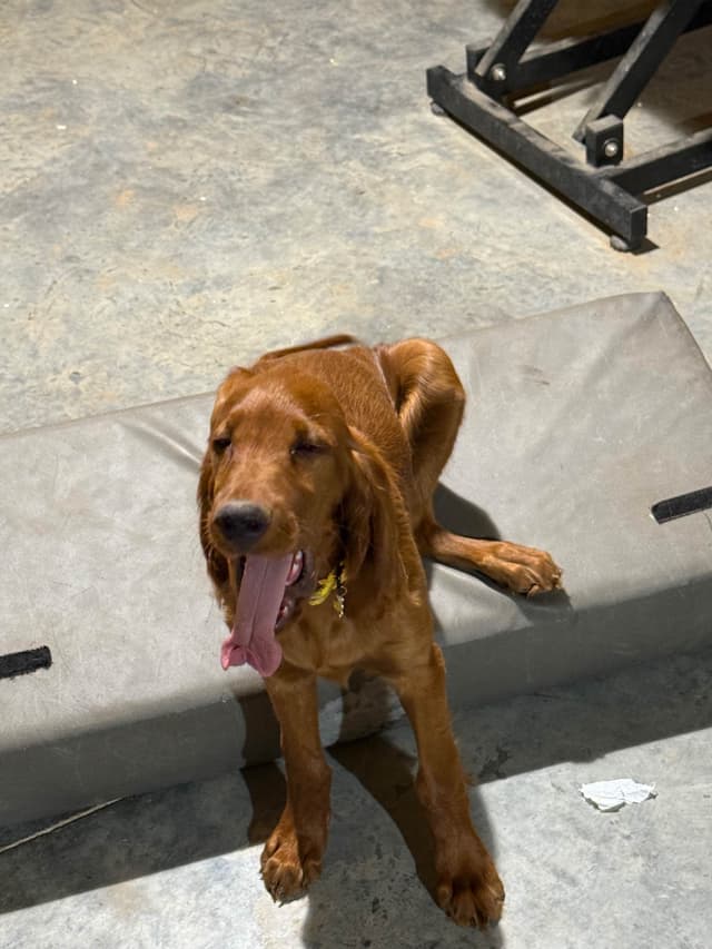 Irish Setter Puppies media 14