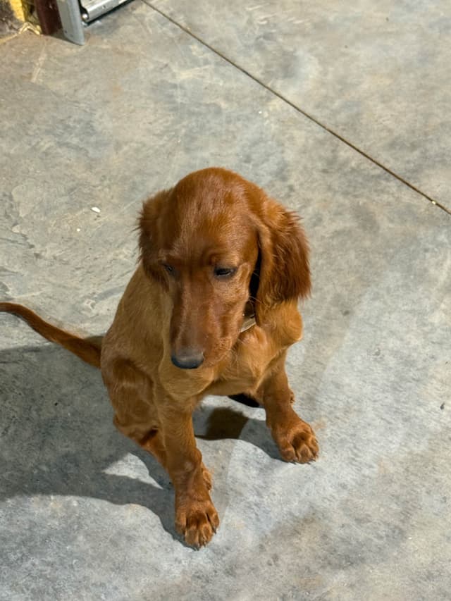Irish Setter Puppies media 16