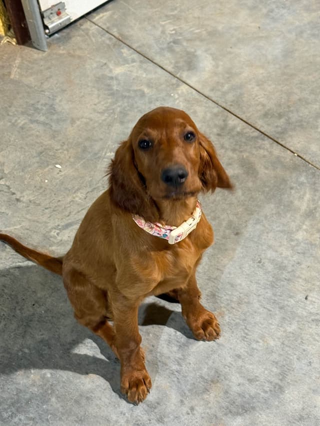 Irish Setter Puppies media 15