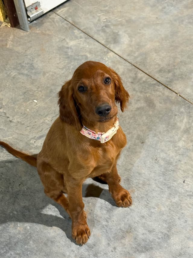 Irish Setter Puppies media 17