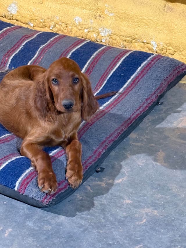 Irish Setter Puppies media 18