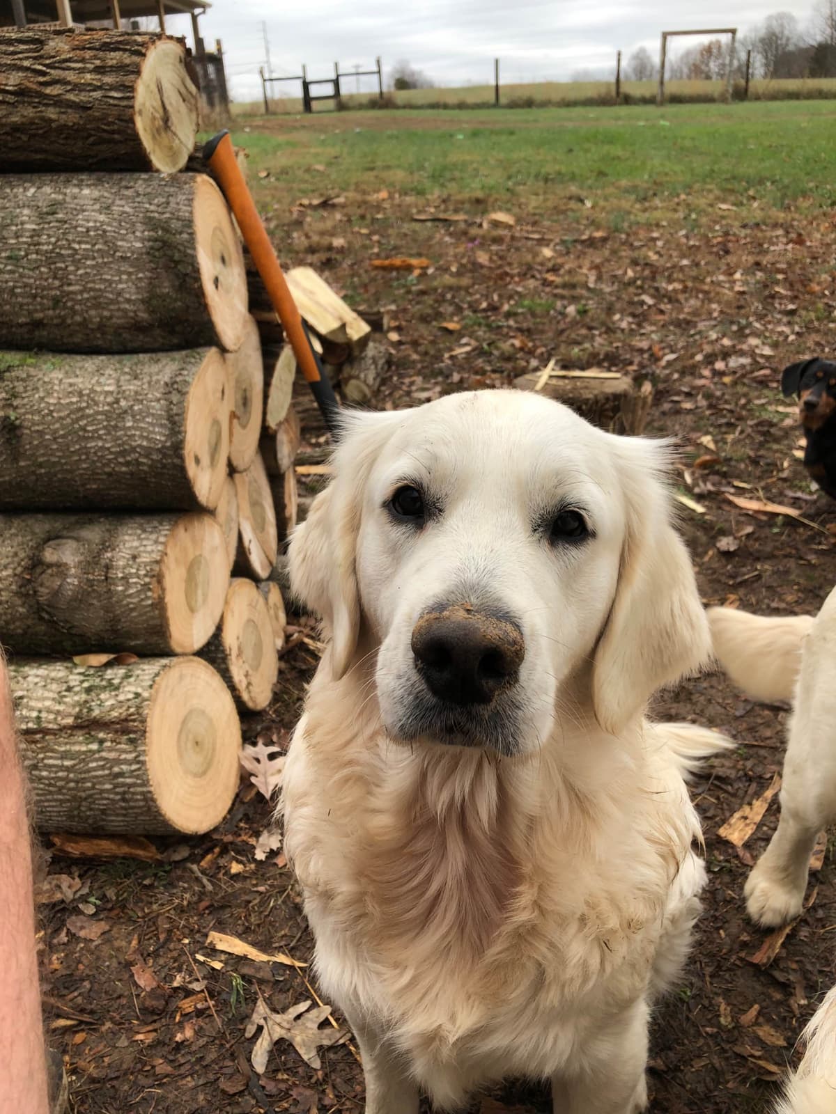 English Cream Golden Retriever Puppies breeder image 3